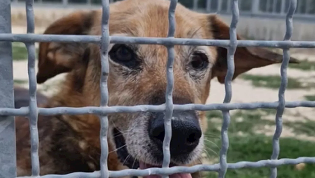 Ultimo: Un cane dolce e dimenticato aspetta una famiglia