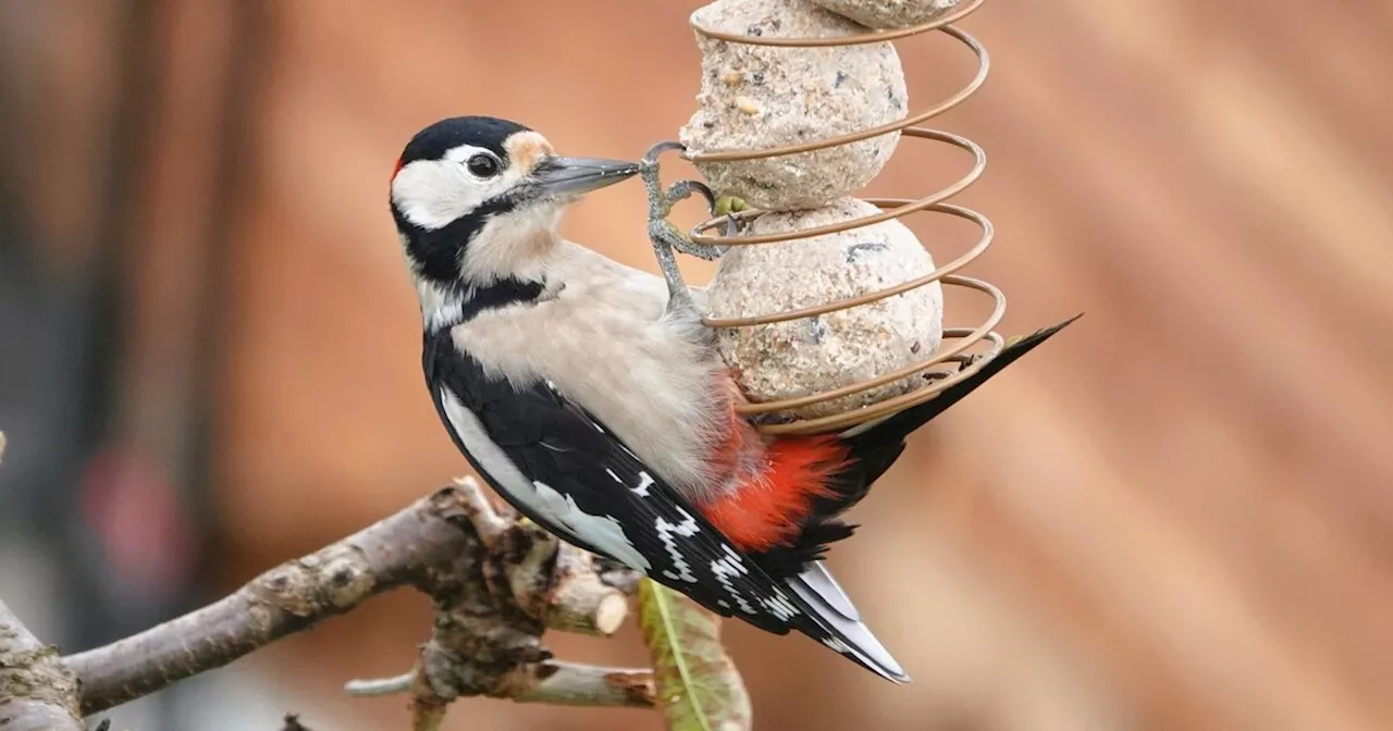 Stunde der Wintervögel: Beobachten Sie die heimische Vogelwelt