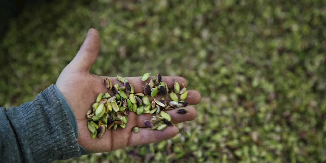 Come fa a esserci tutto questo pistacchio “di Bronte”?