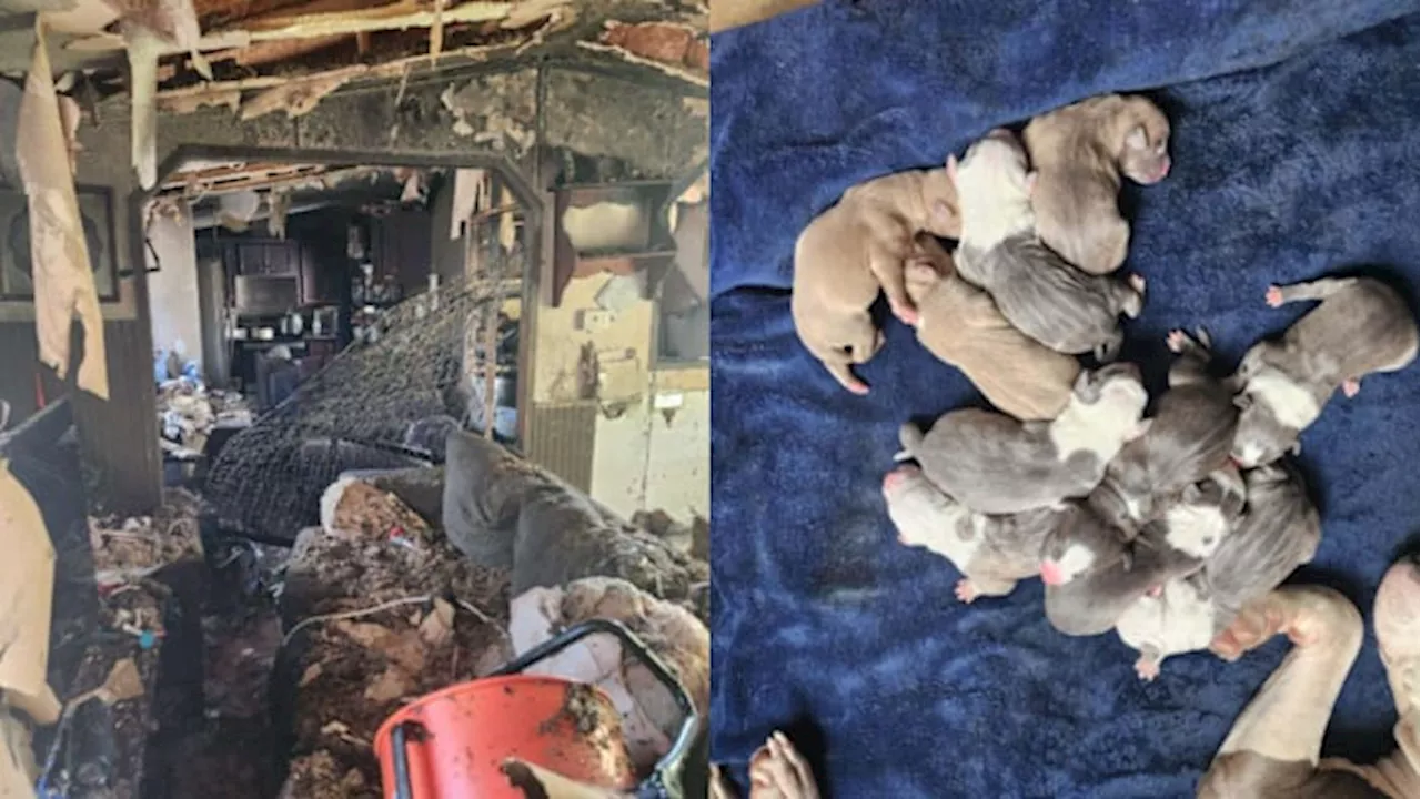 Willis family loses 10 puppies, home to housefire before Christmas