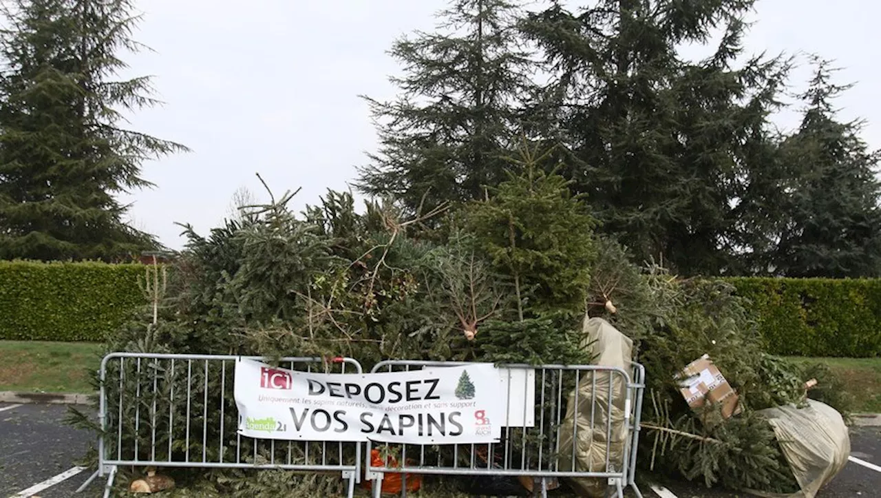 Collecte de Sapins de Noël à Auch