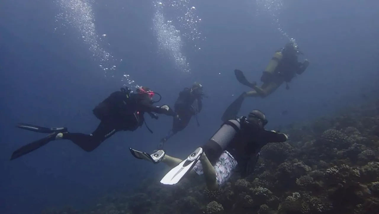 Les Tarnais du bout du monde : Christophe nage avec les tortues et les requins à Tahiti