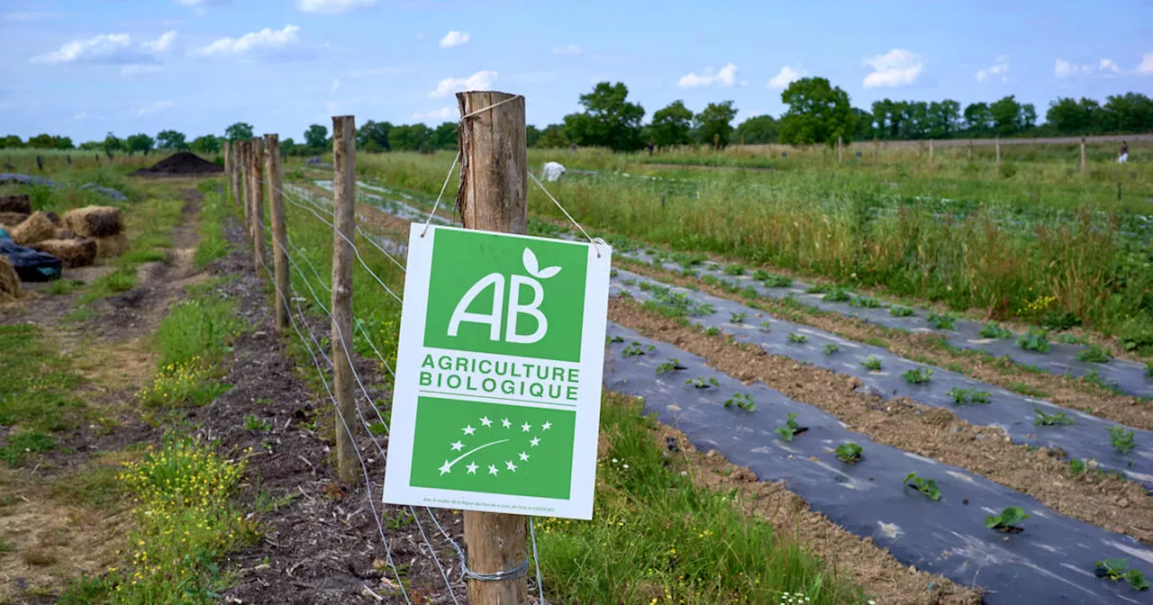 Agriculture Bio: Une Crise Persistante