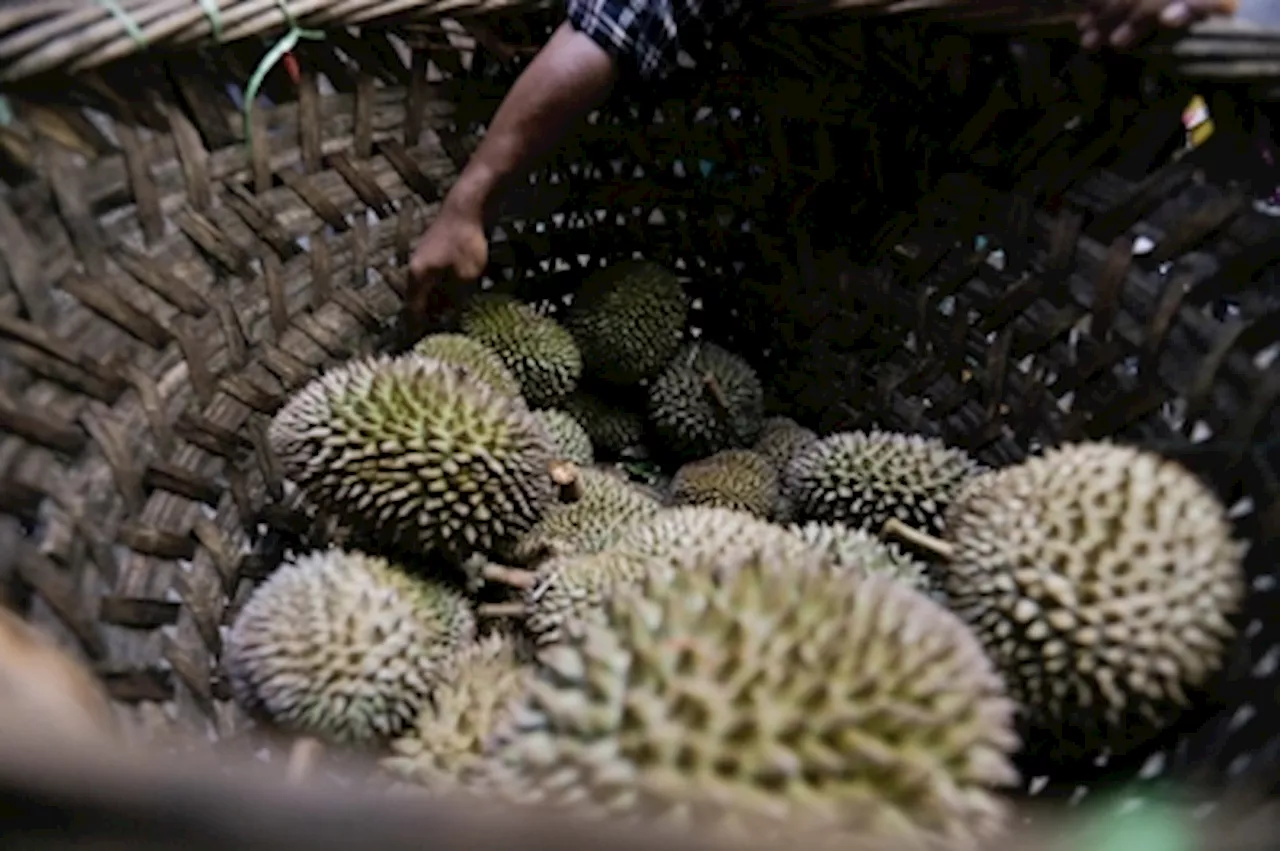 Tapah Restaurant Offers Kampung Durians at RM3 per kg During Harvest Season