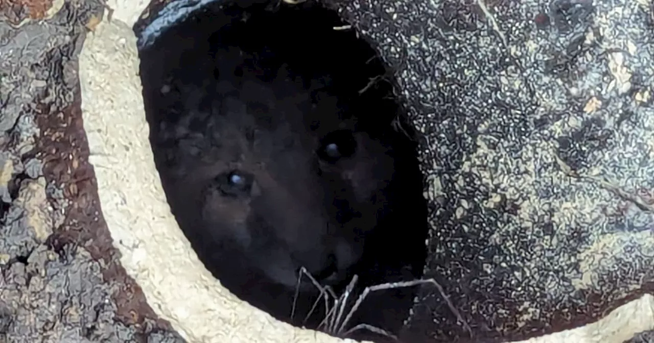 Terrified Fox Cub Trapped in Pipe Rescued in Dramatic Operation