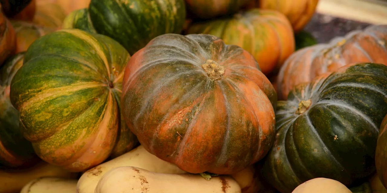 Membedakan Jenis Labu: Labu Parang, Kabocha, dan Butternut Pumpkin