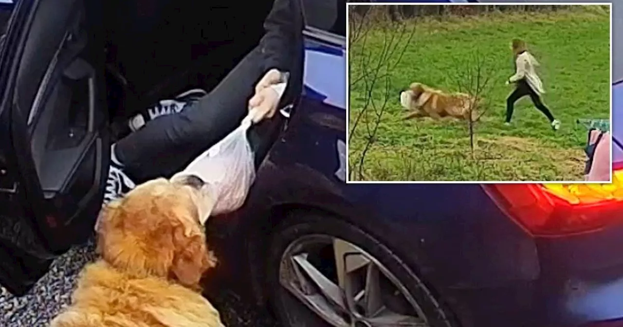 Golden Retriever Runs Off With Family's Christmas Turkey