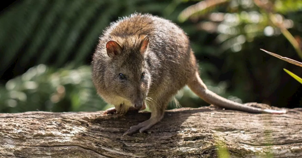 Parma Wallaby Faces Extinction in Australia