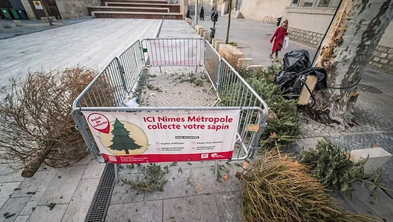 Sapins de Noël après les fêtes: 91 parcs à sapin à Nîmes