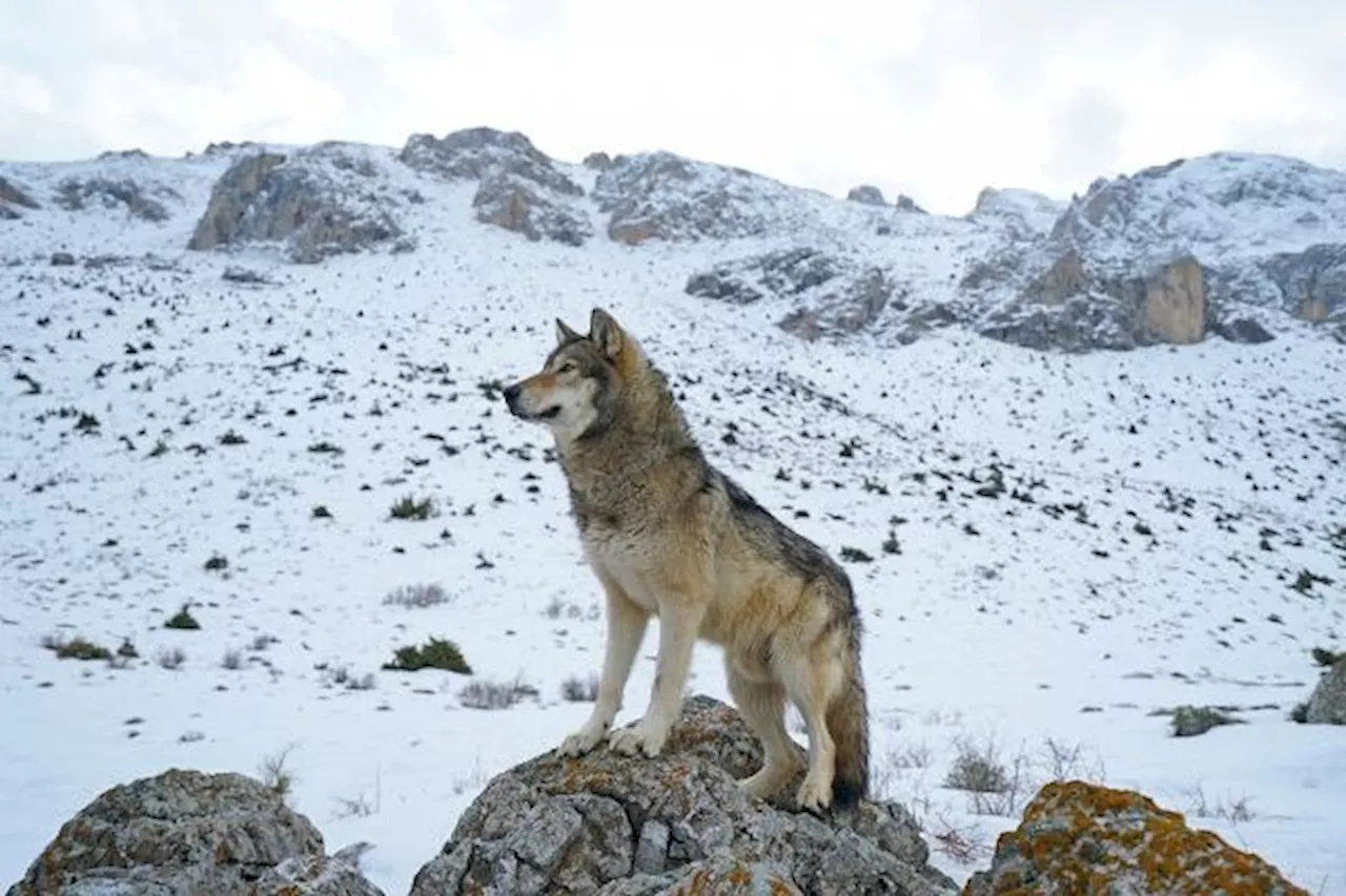 Hueso de 12 mil años revela un posible vínculo temprano entre humanos y lobos