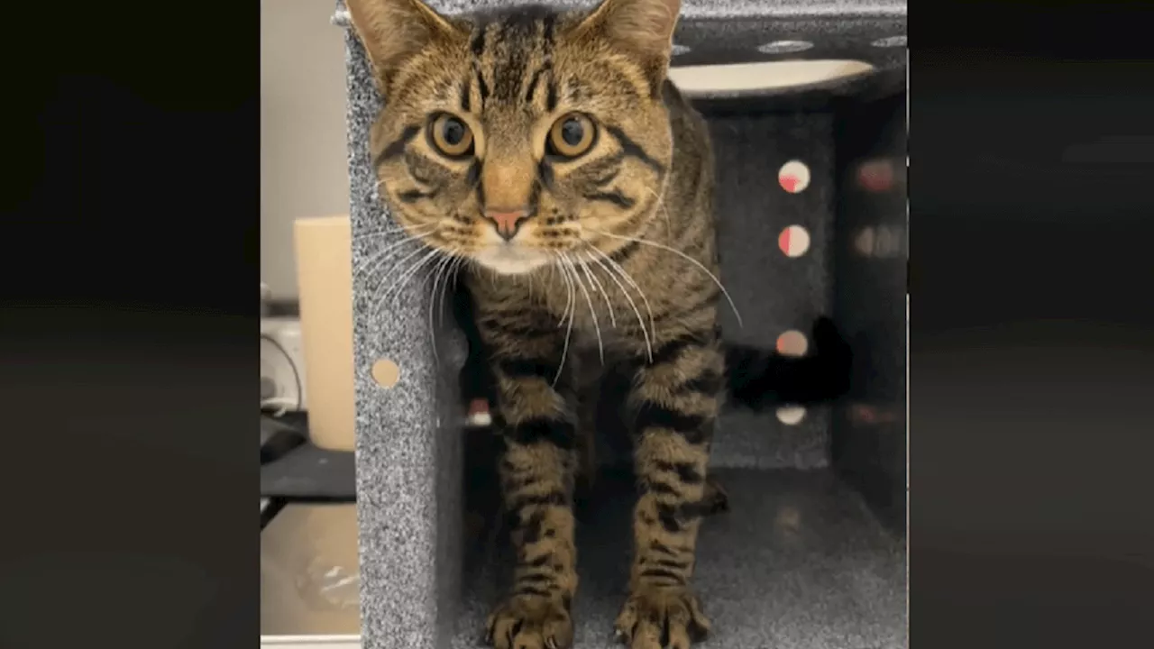 Millennium Park Cat, Buddy, Rescued Just in Time for Holidays