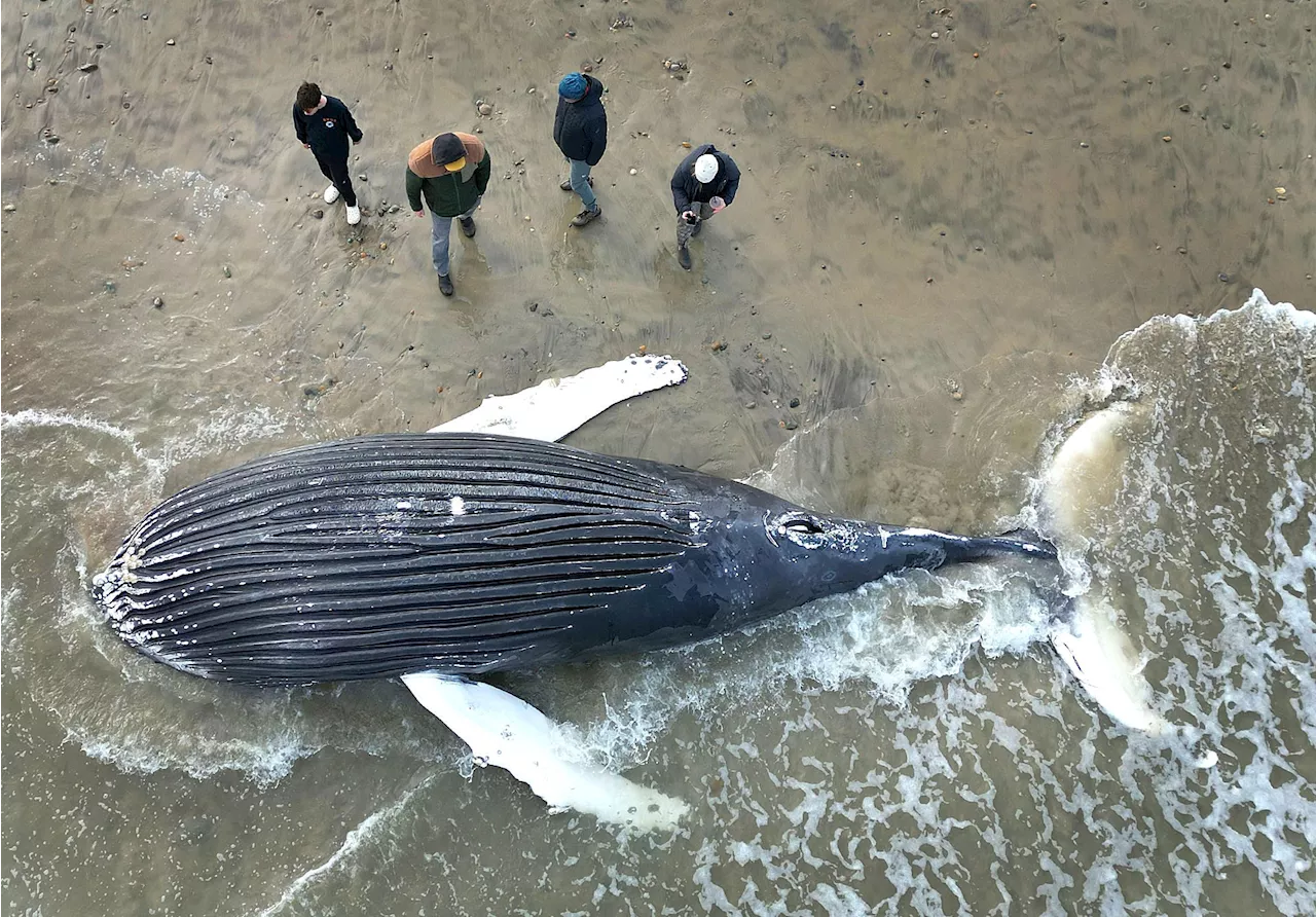 Sixth Whale Found Stranded in Massachusetts in Recent Months