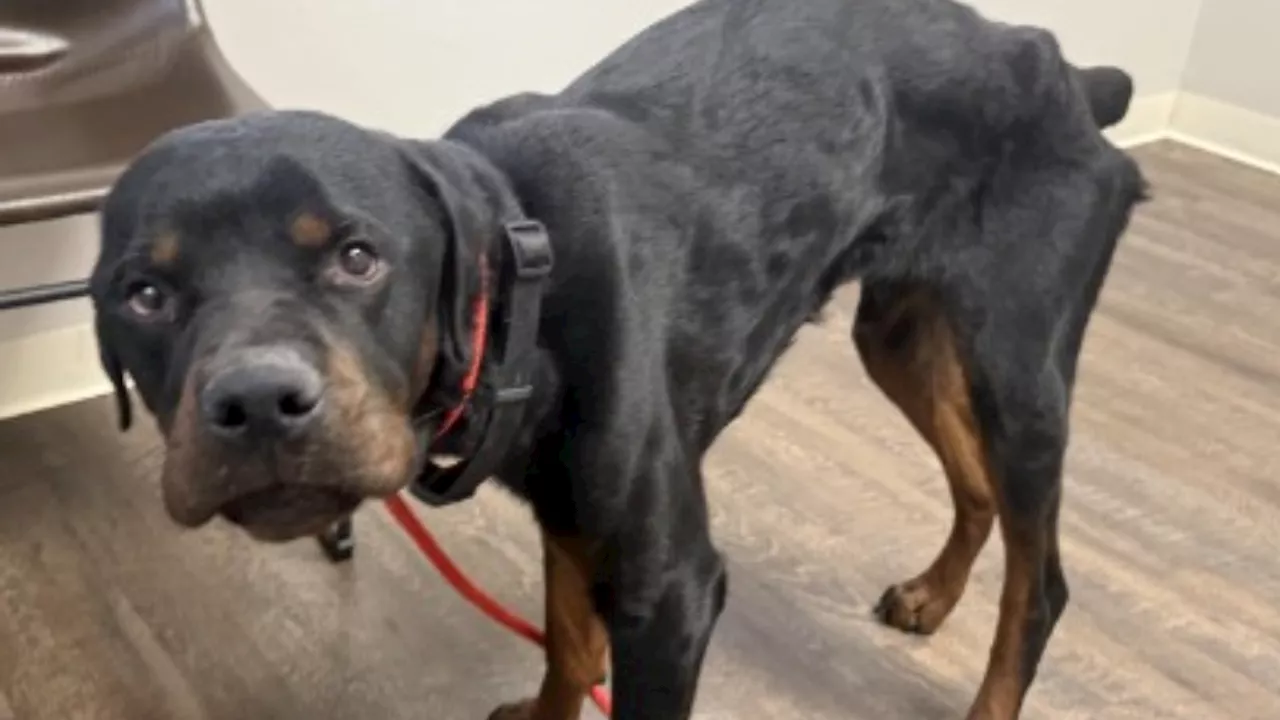 Vermont Man Arrested for Animal Cruelty After Emaciated Dog Found