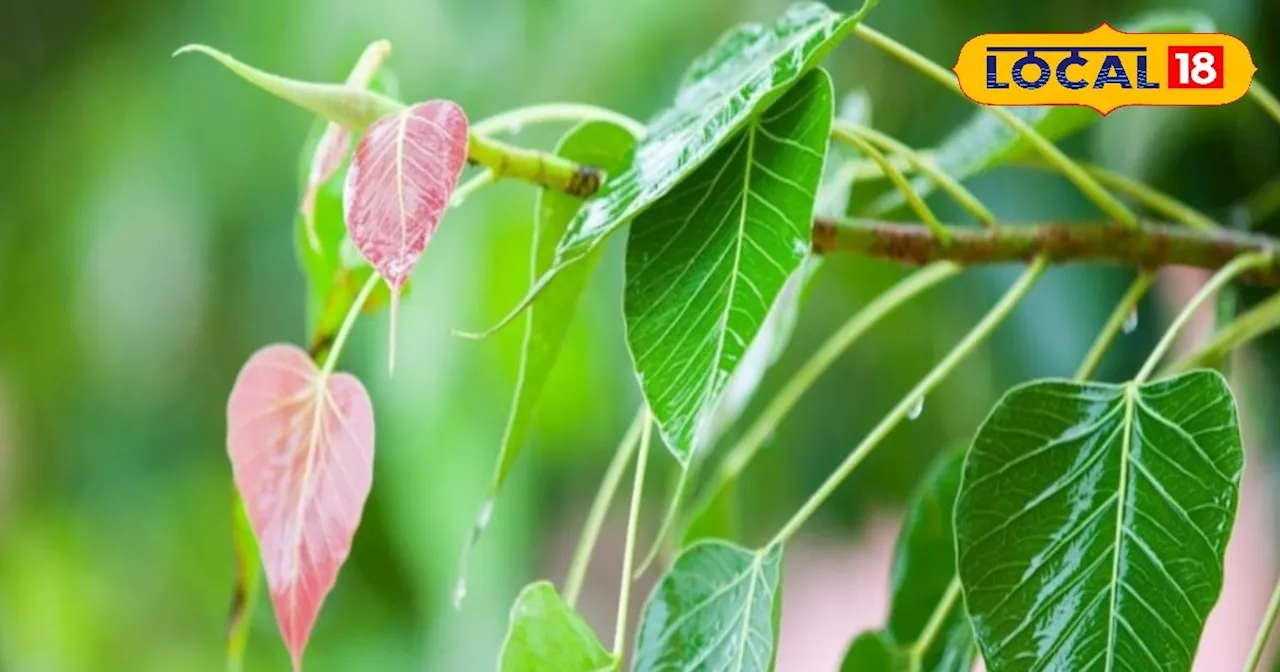 पत्ता या फिर अमृत.....पीलिया-डायबिटीज का काल, लिवर का टॉनिक, आंतों के संक्रमण में भी रामबाण,जानें उपयोग