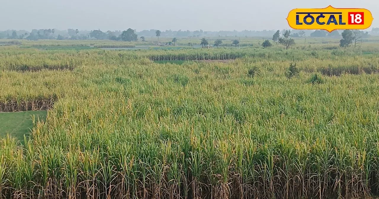 Sugarcane cultivation: बुजुर्ग किसान ने 4 एकड़ में की गन्ने की खेती, मेहनत से अच्छा मिल रहा रेट