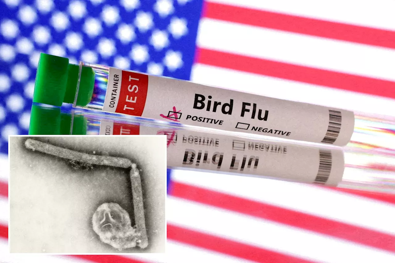 Rare Bird Flu Mutations Detected in Human Patient