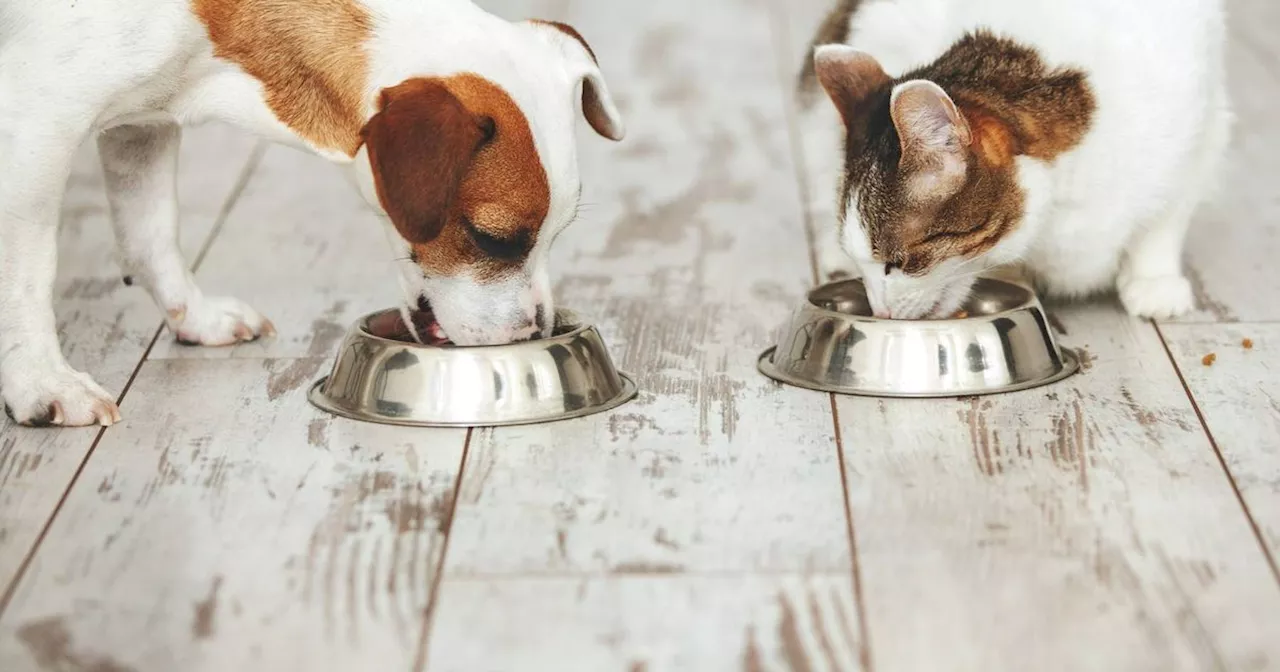 Pet Food Recall Over Bird Flu Contamination Linked to Cat Death