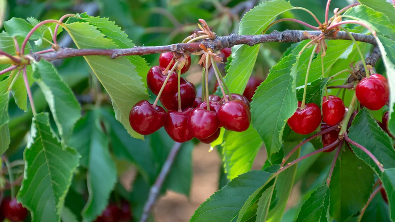 Extreme Weather Threatens Michigan's Cherry Industry