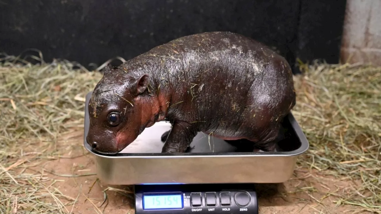 Nacida una cría de hipopótamo pigmeo en el Zoológico Metropolitano de Richmond