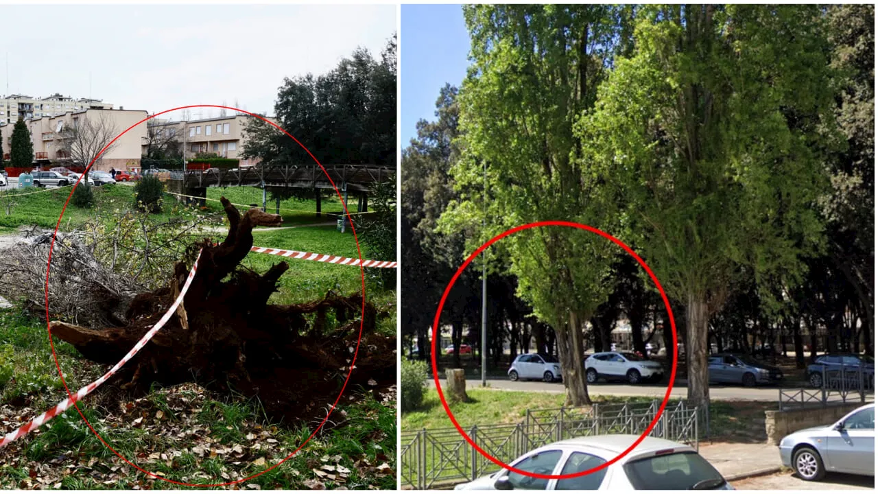 Tragedia a Colli Aniene: Professoressa muore schiacciata da un albero