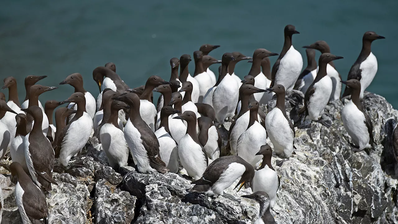 The 'Blob,' an unprecedented marine heat wave, killed 4 million seabirds