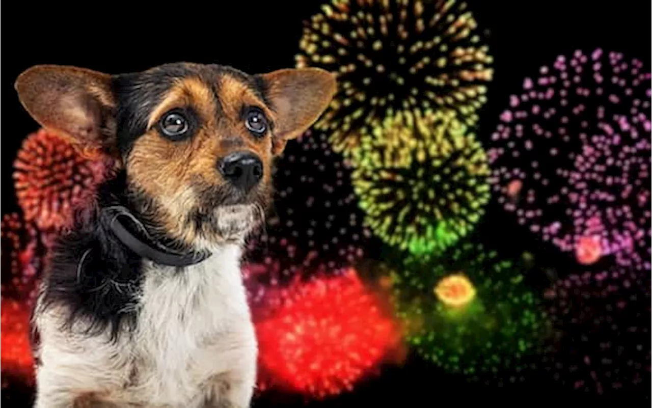 Botti e fuochi d'artificio a Capodanno, il decalogo per proteggere gli animali