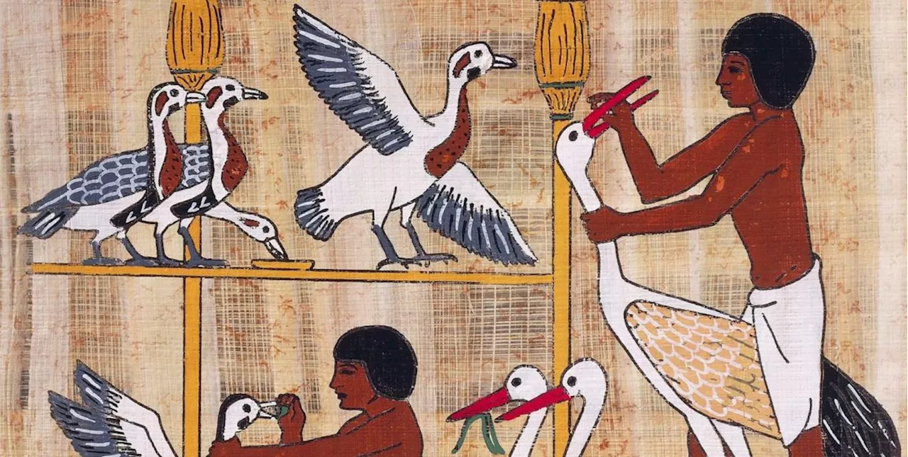 D’où vient le foie gras des fêtes ? De l’Égypte ancienne à nos assiettes, 4 500 ans d’histoire