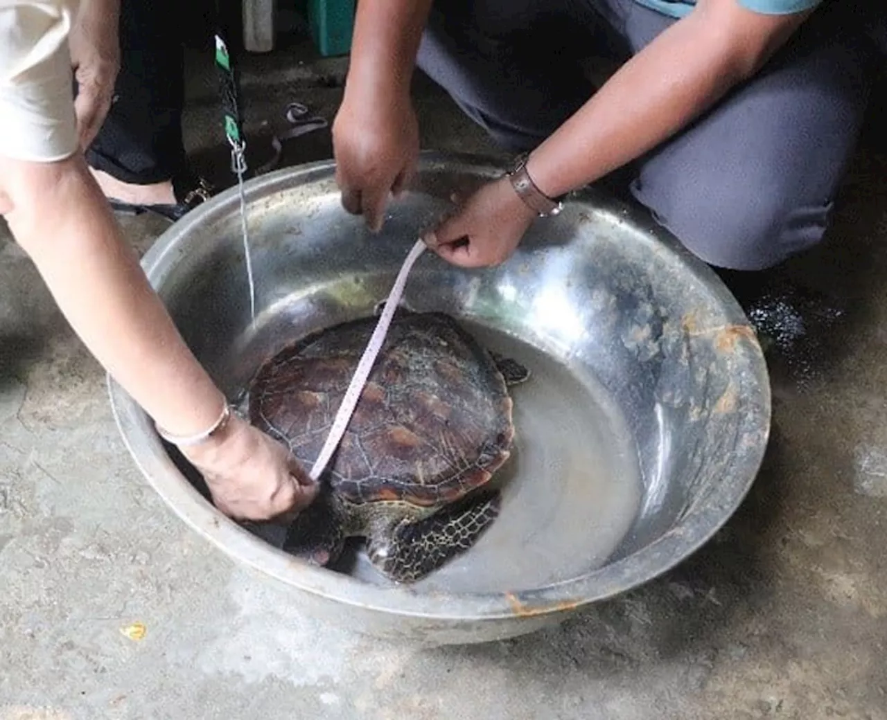 Green Sea Turtle Released Back to Its Natural Habitat in Zamboanga del Norte