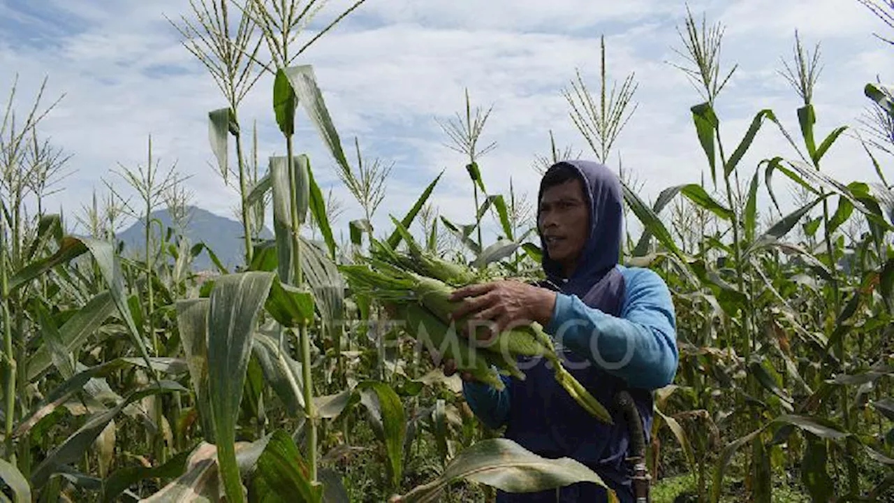 Petani Manfaatkan Lahan Kosong untuk Tanam Jagung Manis Jelang Tahun Baru