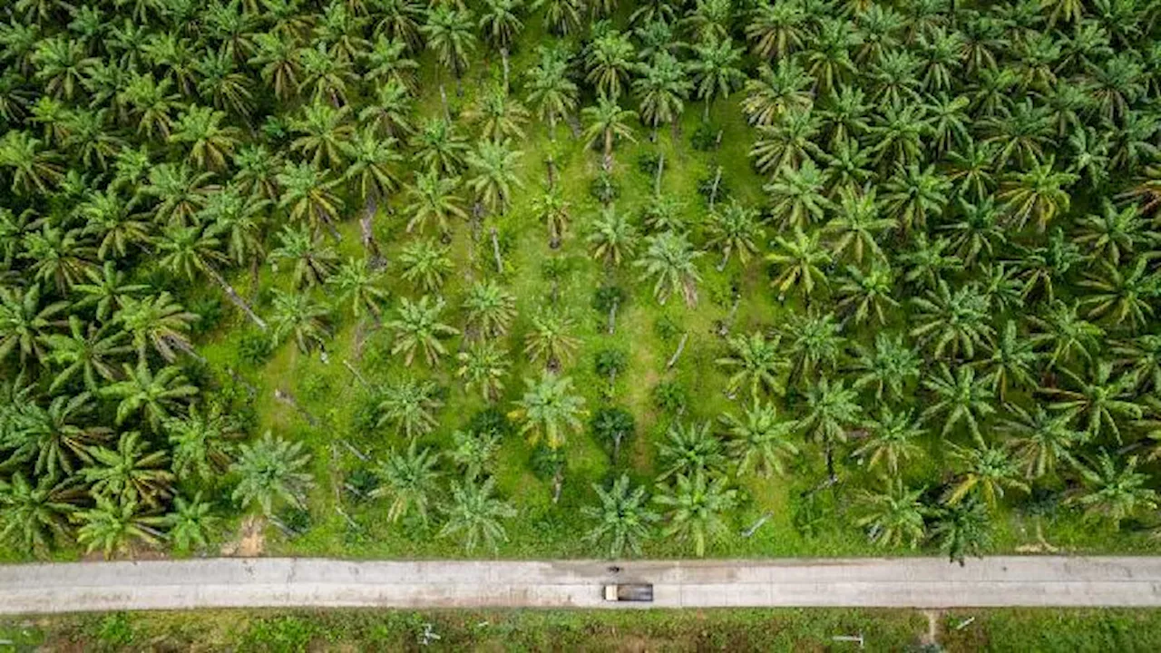 Praktik Khas Kolonialisme di Perkebunan Sawit Indonesia, Ini 6 Cirinya Menurut TPOLS