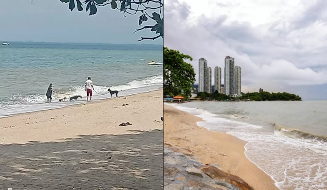 Tular Owner Anjing Bawa Haiwan Peliharaan Mandi Pantai Di Pulau Pinang Raih Pelbagai Reaksi