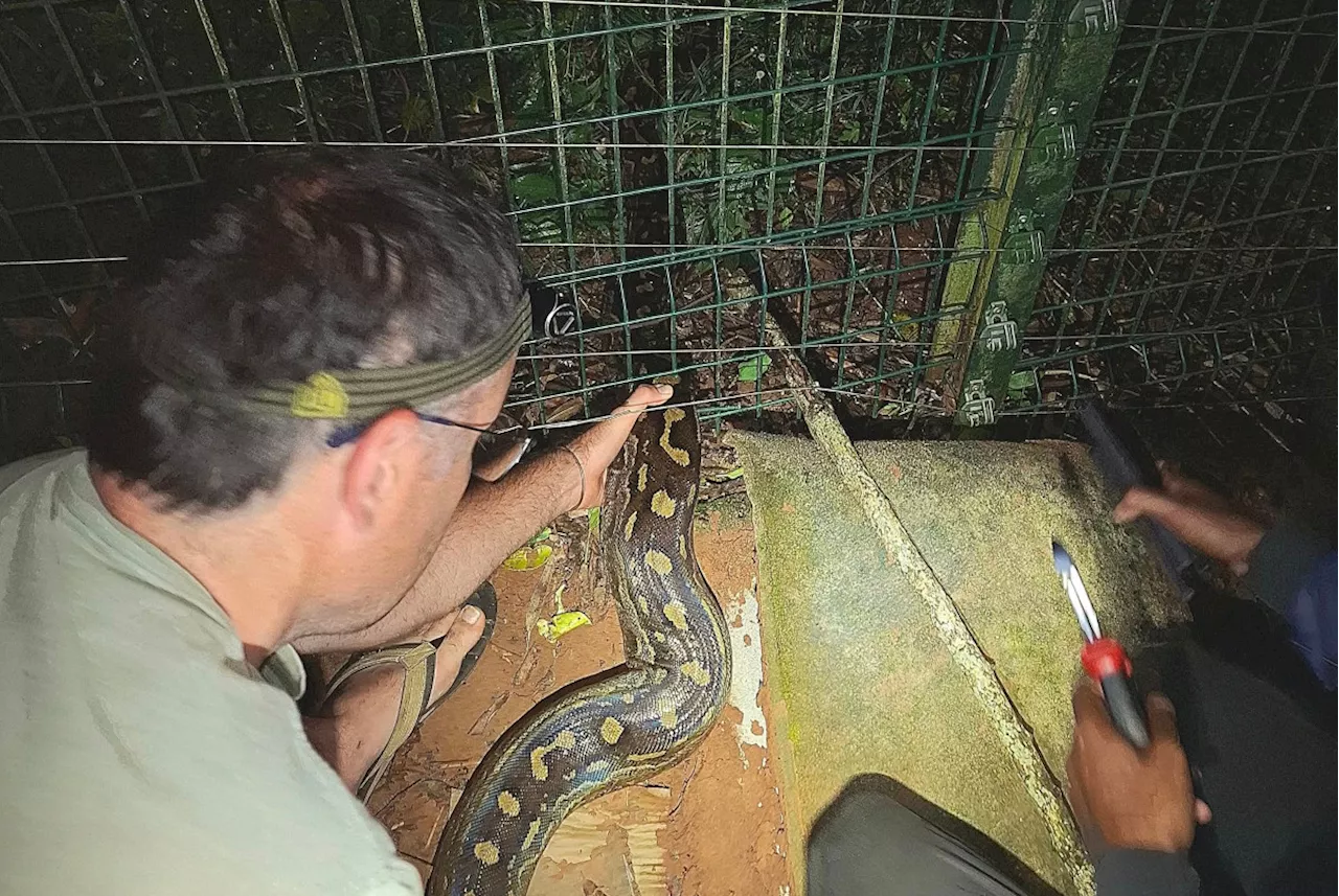 Snake Rescuer Saves Southern African Python Stuck in Fence