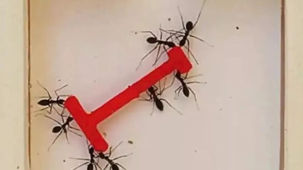 Ants Outsmart Humans in Maze Puzzle