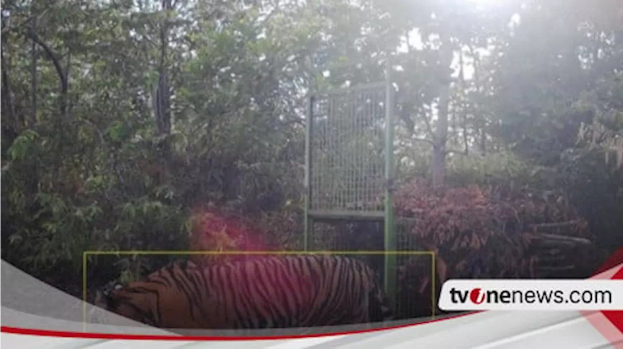 Harimau Sumatera Terekam Kamera Jebak di Pesisir Barat Lampung, Warga Diminta Waspada