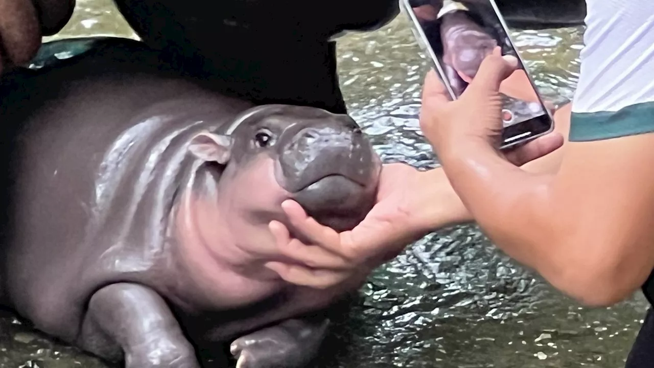 Neues Zwergflusspferd-Kalb im Metro Richmond Zoo