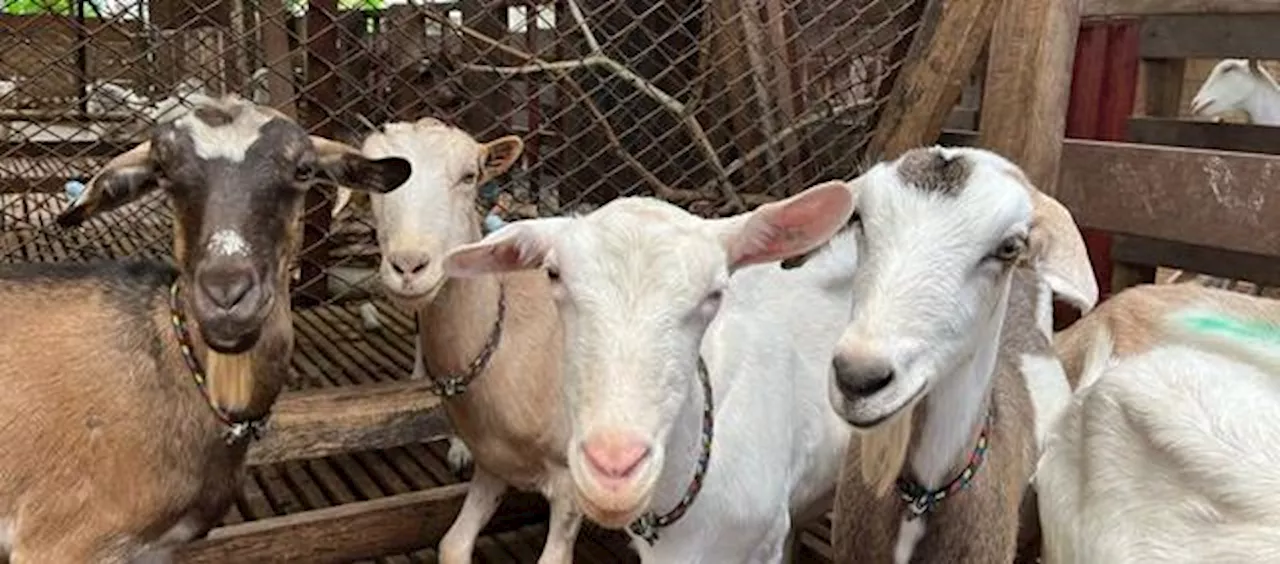 Brote de Ántrax en Finca de Cabras en Colombia