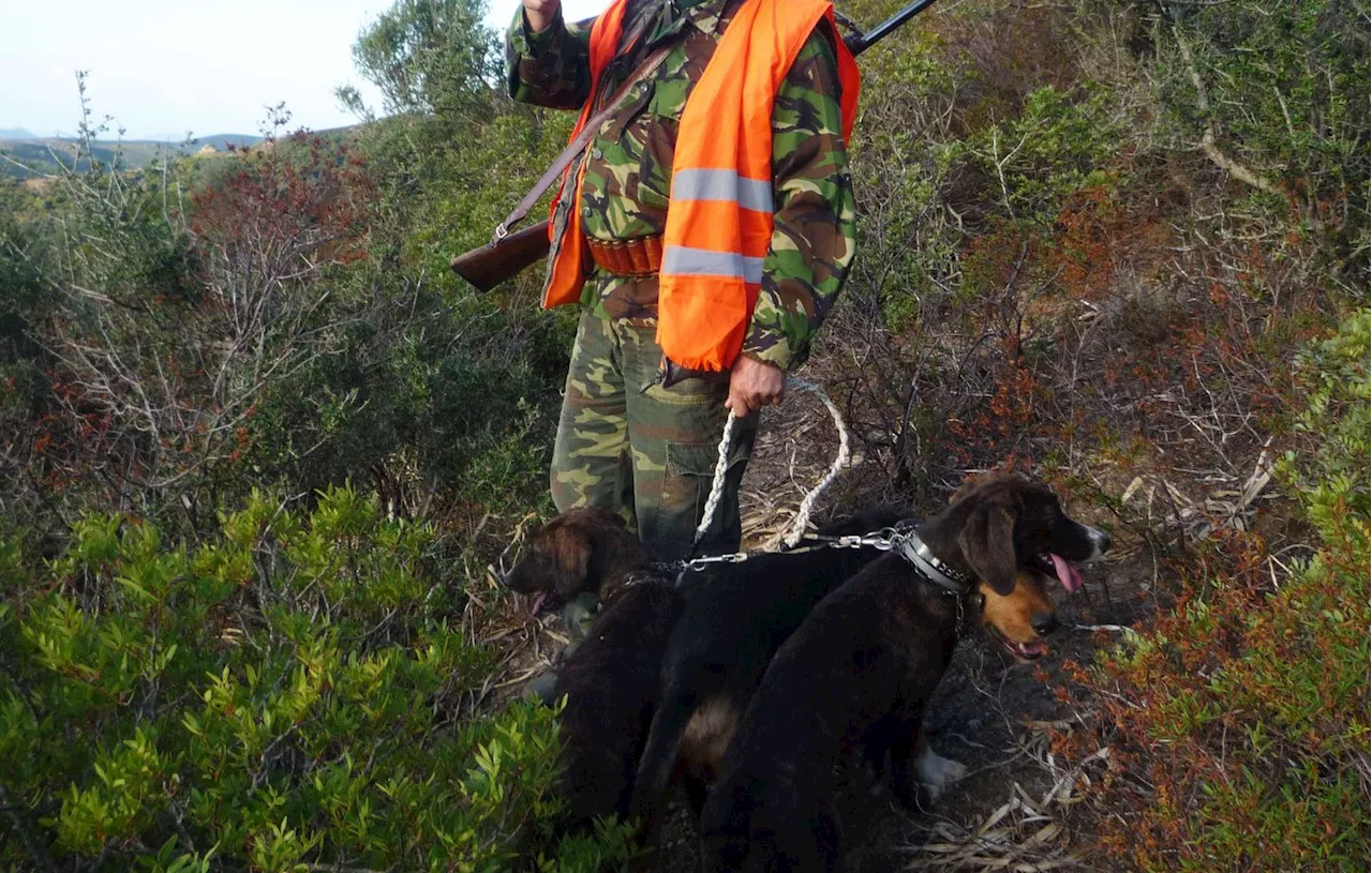 Maladie d'Aujeszky tue quatre chiens en Ariège