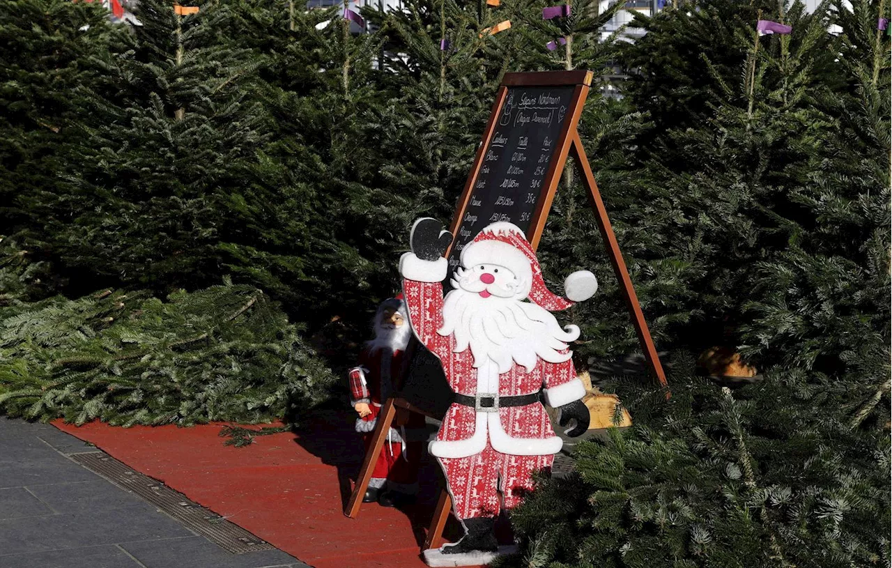 Que Faire de Son Sapin Après Noël ?