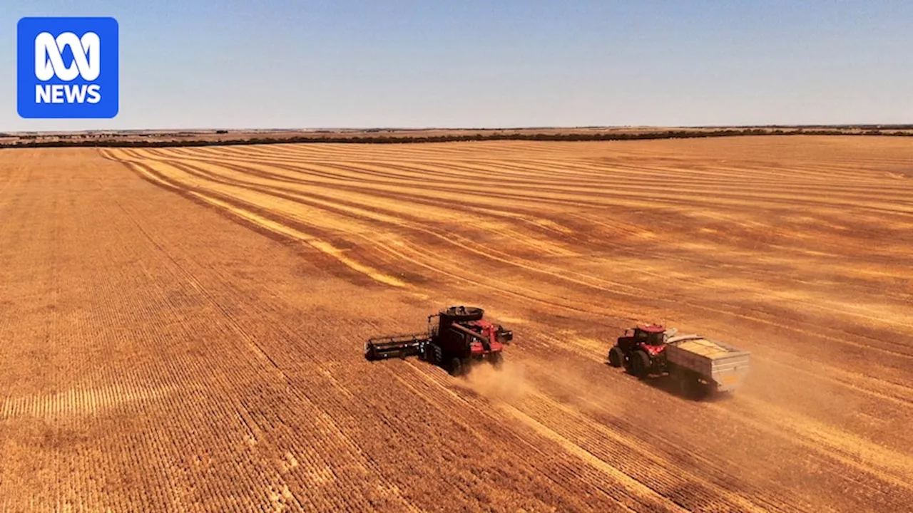 South Australian farmers count their losses after worst season in decades