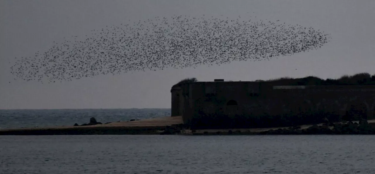 Les Étourneaux Sansonnets: Nuages d'Oiseaux en Ralliement