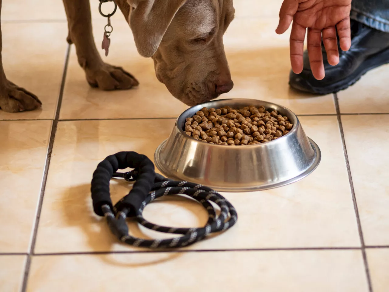 Nouveaux rappels de croquettes pour chiens et chats : la marque Canaillou concernée