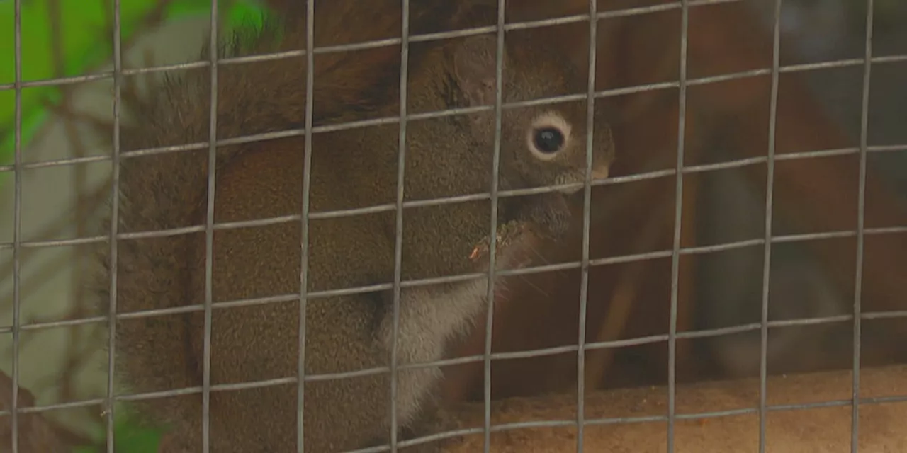 Alaska Zoo Animals Enjoy Donated Christmas Trees