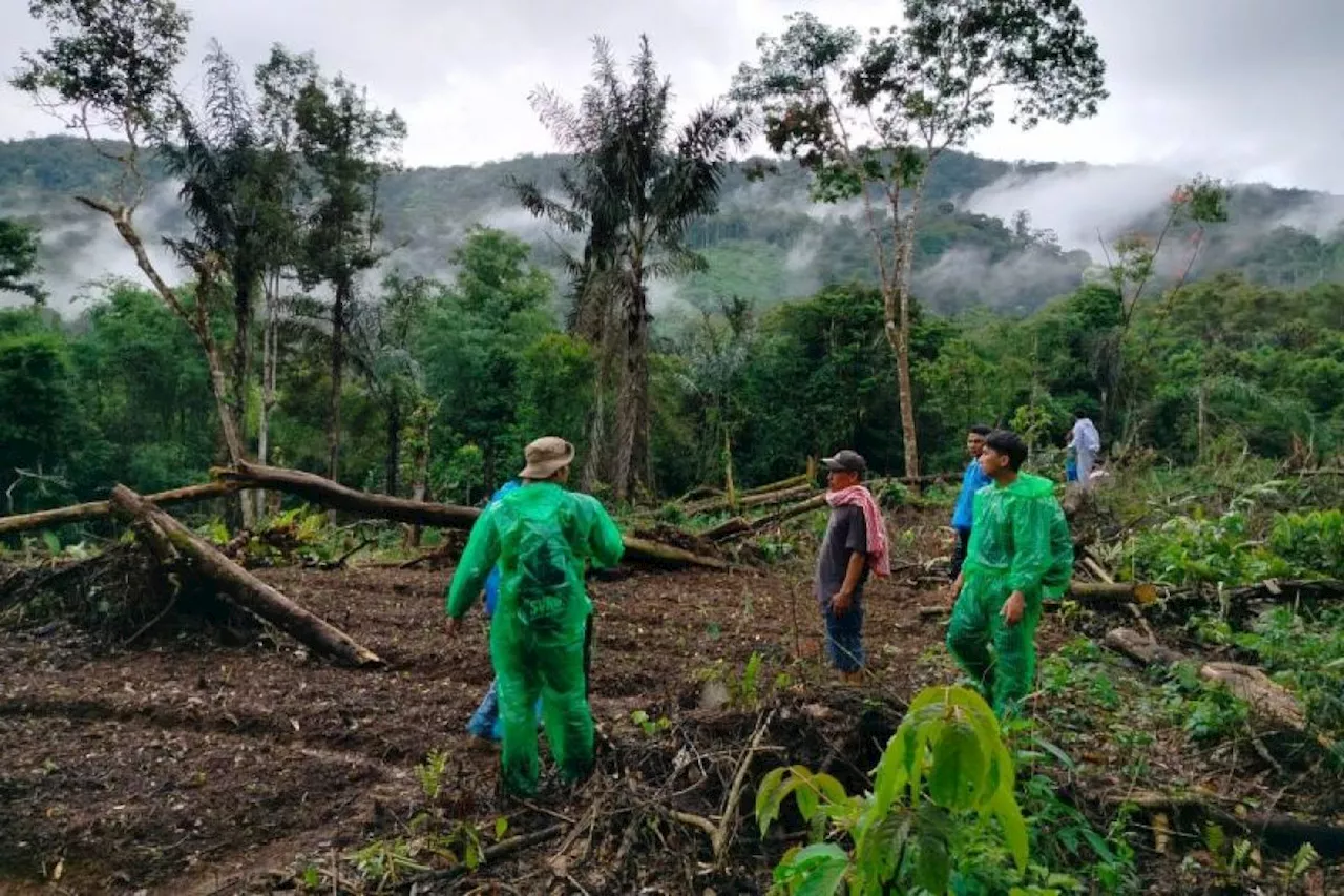 Harimau Sumatera Dekati Manusia di Sumbar, Warga Dilarang Beraktivitas Sendirian di Kebun