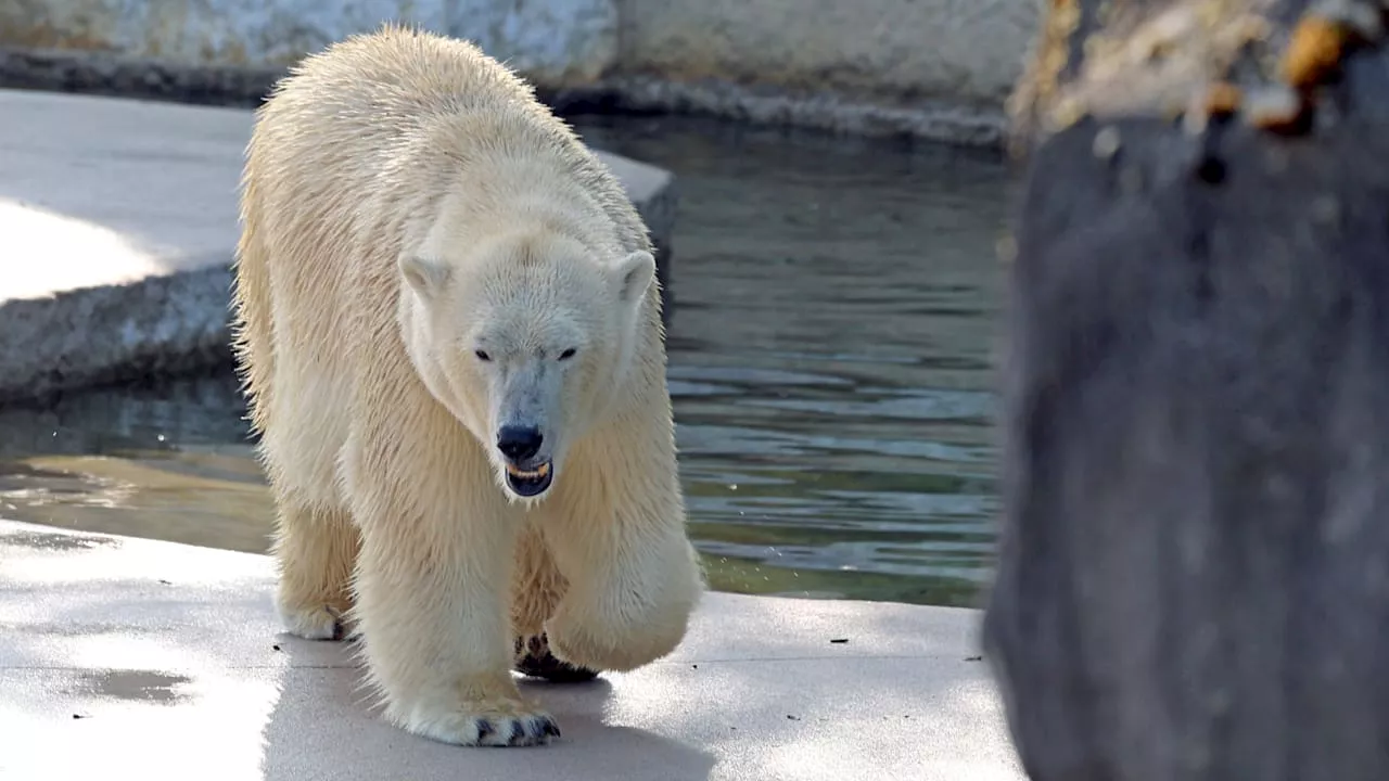 Eisbär-Nachwuchs im Zoo Karlsruhe: Sorge vor Silvesterknall