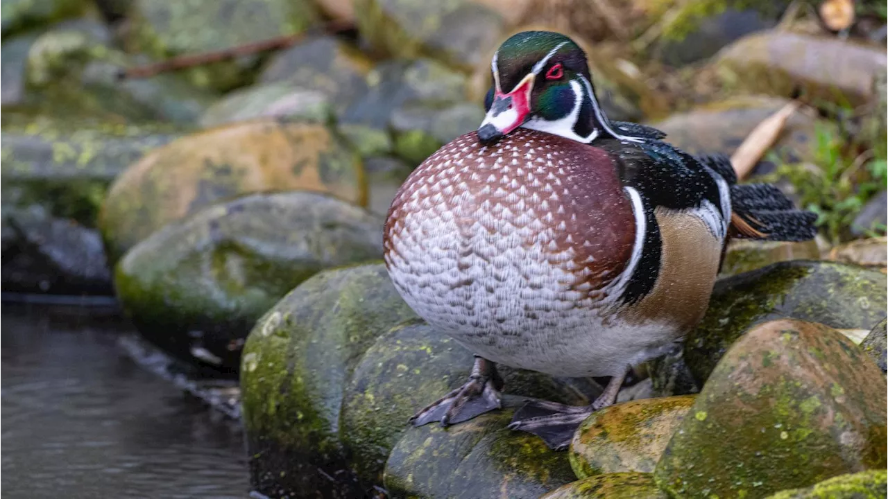 Vogelgrippe im Zoo Augsburg: Drei Wasservögel positiv getestet