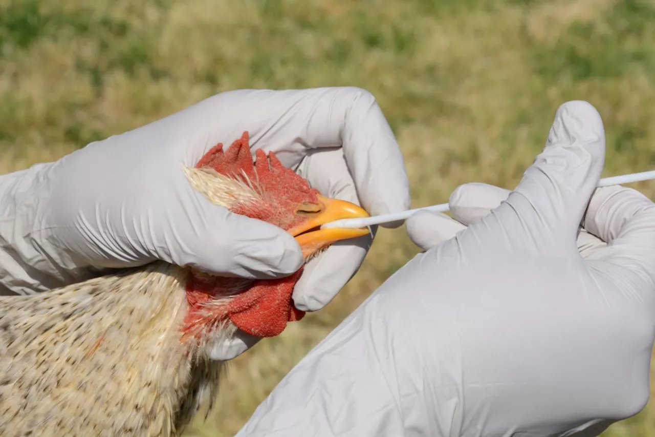 California Declares Health Emergency Over Bird Flu