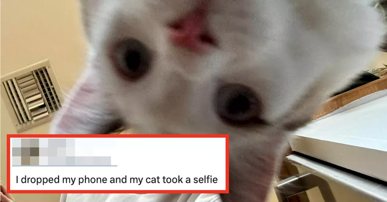 24 Hilarious Pet Tweets On The Internet