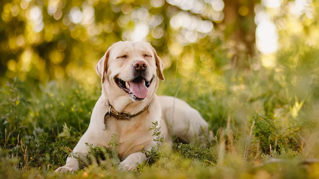 Beef-Flavored Longevity Pill Could Extend Dog Lifespans by a Year