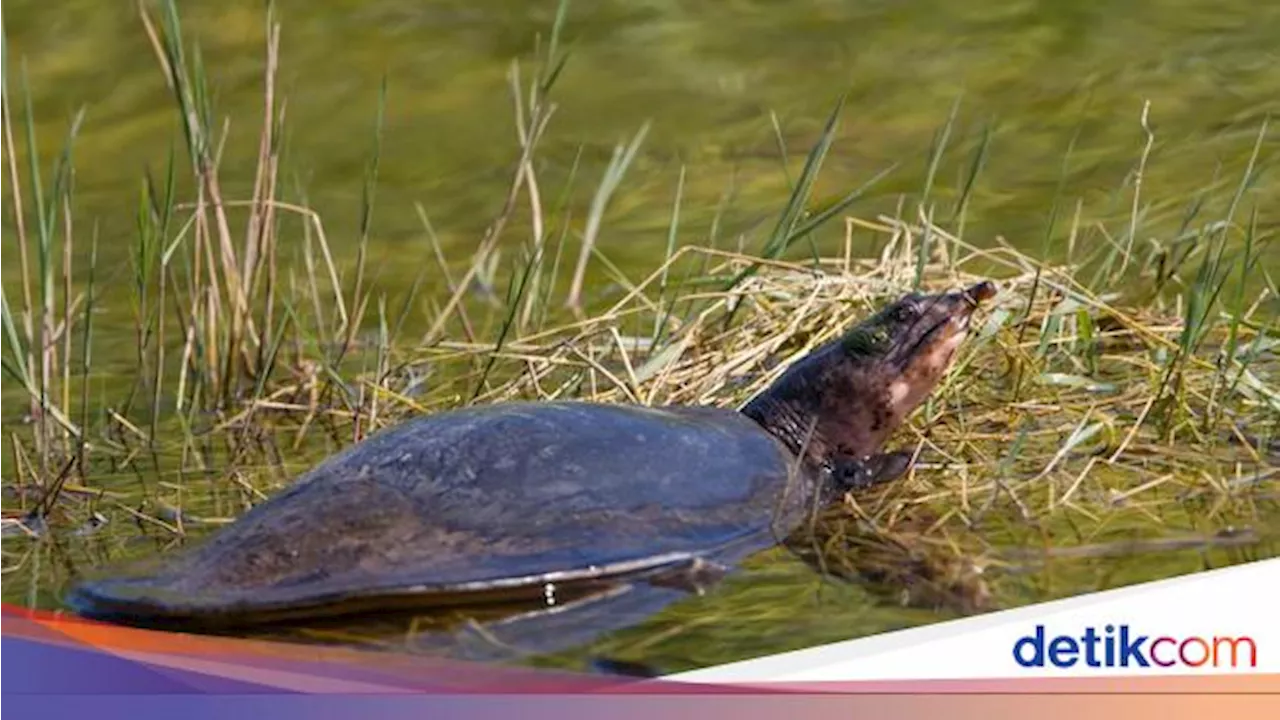 Kehalalan Labi-labi dan Pentingnya Makanan Halal