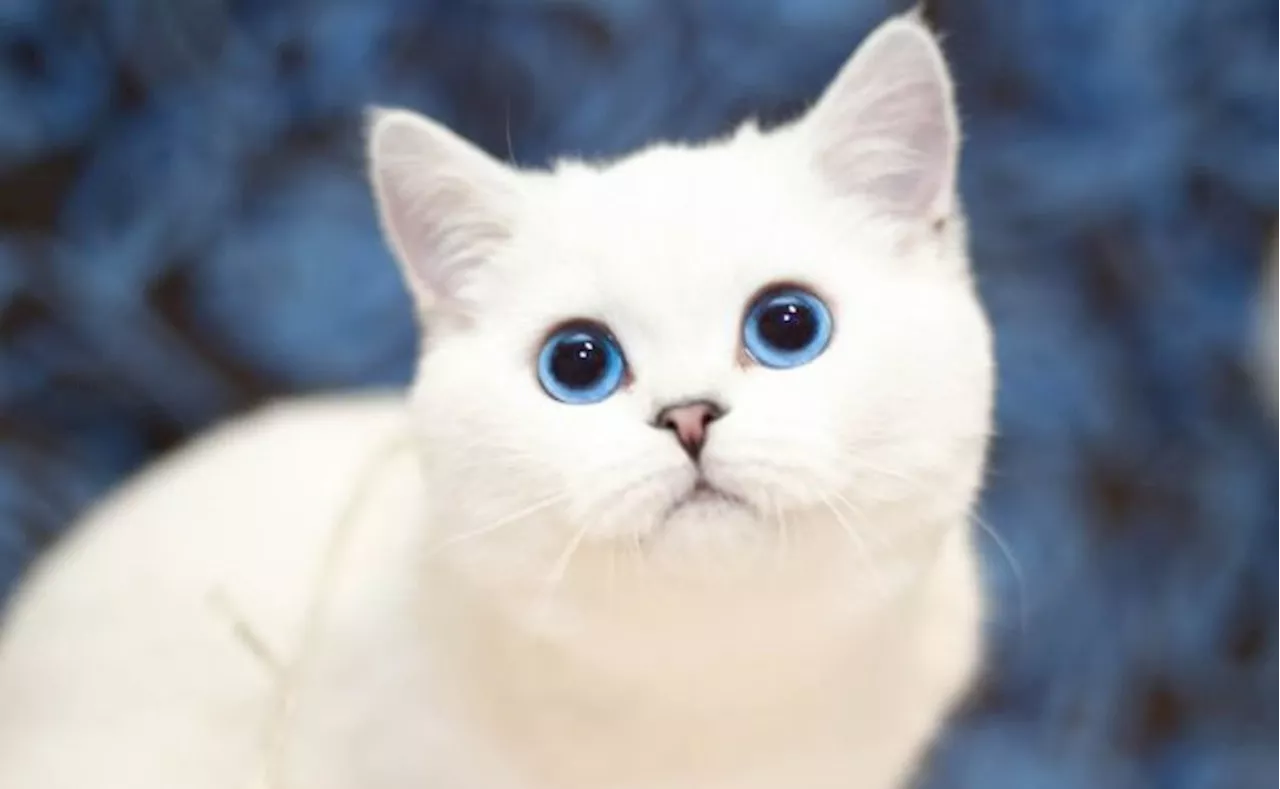 5 razas de gatos blancos con ojos azules; conoce sus características